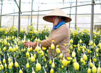 Chợ Đầm Sen mở cửa 3 ngày, người trồng hoa Đà Lạt bớt lo