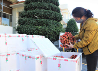 Lâm Đồng: Hỗ trợ nông dân Bắc Giang tiêu thụ hơn 13 tấn vải thiều trong 1 ngày