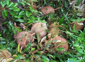 Đạ Huoai: Lốc xoáy làm rụng hơn 60 tấn sầu riêng non