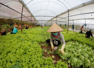 Lâm Đồng: Đảm bảo hỗ trợ cho TP Hồ Chí Minh 200 tấn nông sản mỗi ngày