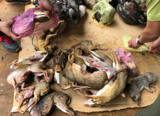 Lâm Đồng: Bắt đối tượng mua bán, tàng trữ động vật hoang dã trái phép