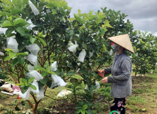 Ổi ruby ngọt đất B’Lao Sire