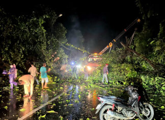 Lâm Đồng: Xuyên đêm giải phóng cây ngã chắn ngang đèo Chuối