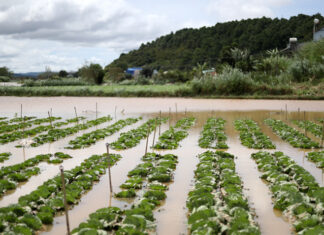 Lâm Đồng: Khuyến cáo người dân tạm dừng sản xuất ở vùng trũng, bãi bồi ven sông Đa Nhim