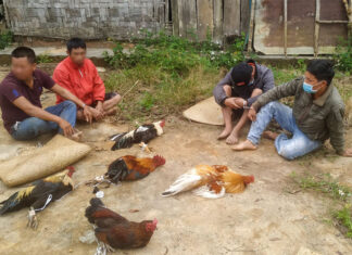Đam Rông: Bắt quả tang 4 thanh niên tổ chức đá gà cá độ