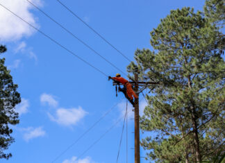 Đà Lạt: Thông cổ thụ đổ làm gãy cột điện, nhà máy xử lý rác mất điện hơn 10 giờ đồng hồ