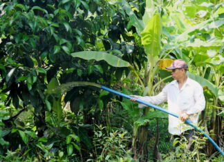 Lâm Đồng: Cảnh giác việc mua lá măng cụt đúng thời điểm cây đang ra hoa