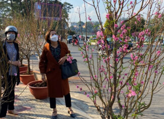 Đà Lạt: Đa dạng đào bích, đào phai xuống phố