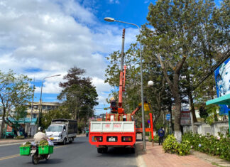 Đà Lạt: Bắt đầu di dời hàng hoa ban để mở rộng, nâng cấp đường Trần Phú