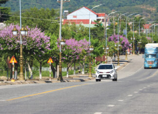 Hoa bằng lăng nhuộm tím cửa ngõ Nam Lâm Đồng