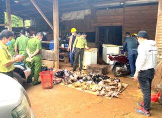 Di Linh: Bị phạt hơn 350 triệu đồng vì tàng trữ hàng chục cá thể động vật hoang dã