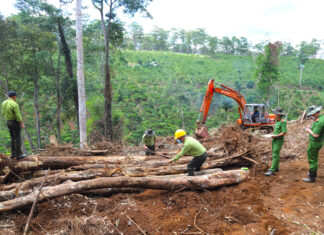 Bảo Lâm: Hơn 1,9 ha rừng bị triệt hạ