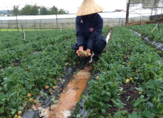 Đà Lạt: Mưa đá gây ngập úng, hư hại trên 10 ha hoa màu, nhà kính