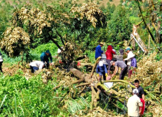 Đạ Huoai: Lốc xoáy làm ngã đổ hàng chục gốc sầu riêng đang cho thu hoạch