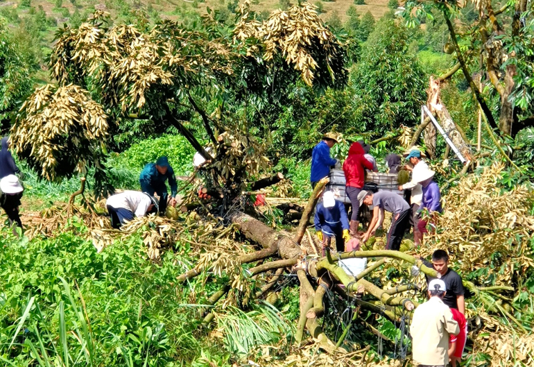 Đạ Huoai: Lốc xoáy làm ngã đổ hàng chục gốc sầu riêng đang cho thu hoạch
