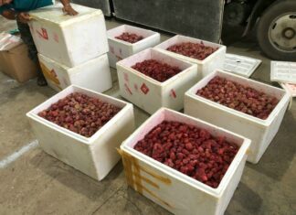 Lâm Đồng: Thu giữ 310 kg dâu tây không rõ nguồn gốc xuất xứ