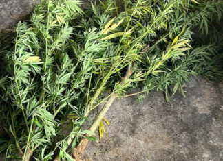 Lâm Đồng: Phát hiện người dân trồng cây cần sa trái phép trong vườn cà phê