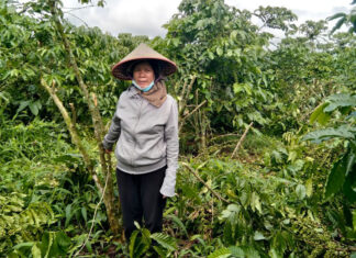 Bảo Lâm: Hàng chục cây cà phê sắp thu hoạch bị chặt