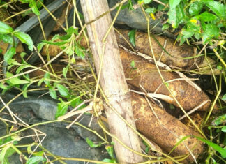 Bảo Lâm: Phát hiện nhiều đạn, pháo khi nạo vét hồ Lộc Thắng