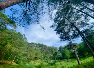 Tạm ngưng cấp Giấy chứng nhận quyền sử dụng đất khu vực giữa hai đèo Mimosa và Prenn