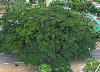 Hai ”cụ” điệp khổng lồ ở Di Linh