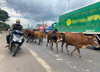 Đức Trọng: Trâu, bò thong dong trên Quốc lộ 20