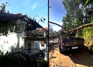 Đà Lạt: Thông ngã đè xe ô tô và biệt thự cổ