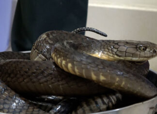 Đức Trọng: Bắt quả tang đối tượng vận chuyển 4 cá thể động vật quý hiếm