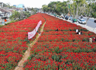 Cánh đồng hoa xác pháo rực rỡ giữa trung tâm Đà Lạt