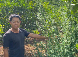 Lâm Hà: Khởi tố nhiều đối tượng tàng trữ, sử dụng trái phép chất ma túy