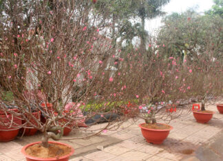 Rộn ràng chợ hoa tết tại Đức Trọng