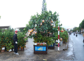 Bảo Lộc: Tổ chức 3 chợ hoa xuân phục vụ Tết Nguyên đán Quý Mão