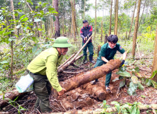 Vụ người tố giác phá rừng bị hành hung: Khởi tố vụ án hình sự