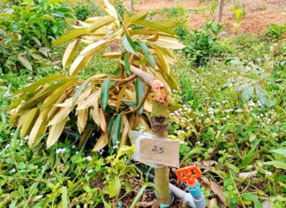 Đạ Huoai: Điều tra, làm rõ vụ chặt phá hơn 40 cây sầu riêng