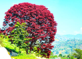 Cây lá đỏ dưới chân núi Chúa thu hút khách tham quan