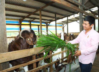 Bảo Lộc: Khám phá trang trại nuôi dê Boer công nghệ cao tiền tỷ