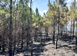 Kiểm tra hiện trường vụ cháy rừng trên núi Đại Bình