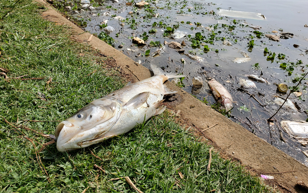 Đà Lạt: Cá chết nổi nhiều trên mặt hồ Xuân Hương