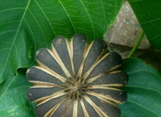 Lâm Đồng: Ghi nhận 14 học sinh nhập viện có triệu chứng rối loạn tiêu hóa do ăn quả cây Ngô đồng