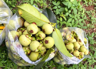 Đạ Huoai: Khuyến cáo người dân không hái bán măng cụt xanh