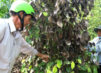 Bảo Lâm: Vườn tiêu của một hộ dân bị chặt phá không thương tiếc