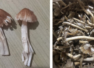 Di Linh: Ghi nhận liên tiếp 2 vụ ngộ độc thực phẩm với 64 người mắc