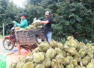 Lâm Đồng: Nông dân trúng đậm sầu riêng
