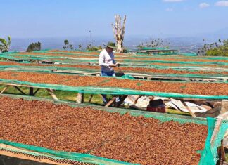 Giá cà phê nhân tăng kỷ lục 65.000 đồng/kg