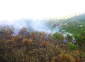 Bảo Lộc: Điều tra, làm rõ những sai phạm tại dự án trồng và chăm sóc rừng