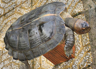 Vô tư bày bán rùa sen vàng trên phố Đà Lạt