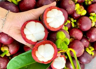 Măng cụt Bảo Lộc được chứng nhận nhãn hiệu