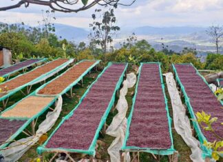 Giá cà phê lập đỉnh 68.000 đồng/kg