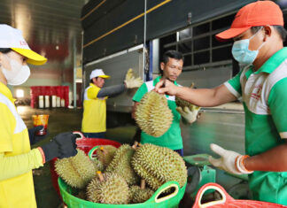 Lâm Đồng: Xuất khẩu sầu riêng đạt 101 triệu USD