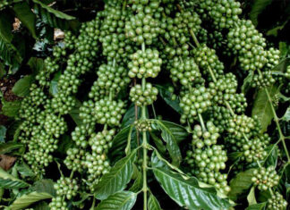 Lâm Đồng: Công nhận vườn cây cà phê vối đầu dòng TR4